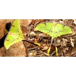 African Moon Moth Argema mimosae 15 eggs 